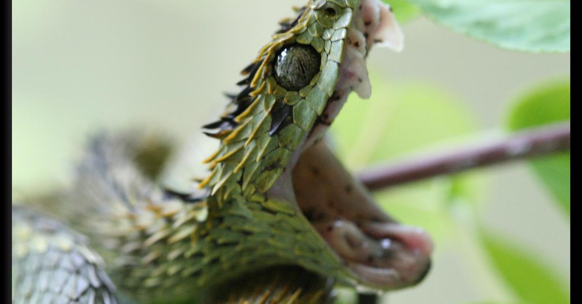 Captured elegance of the Spiny Bush Viper, known in Indonesia as Ular Berduri Semak.