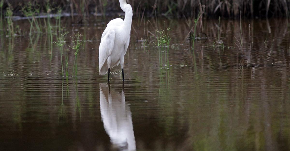 Iconic view of the Sandhill Crane, or A. canadensis, in its habitat.