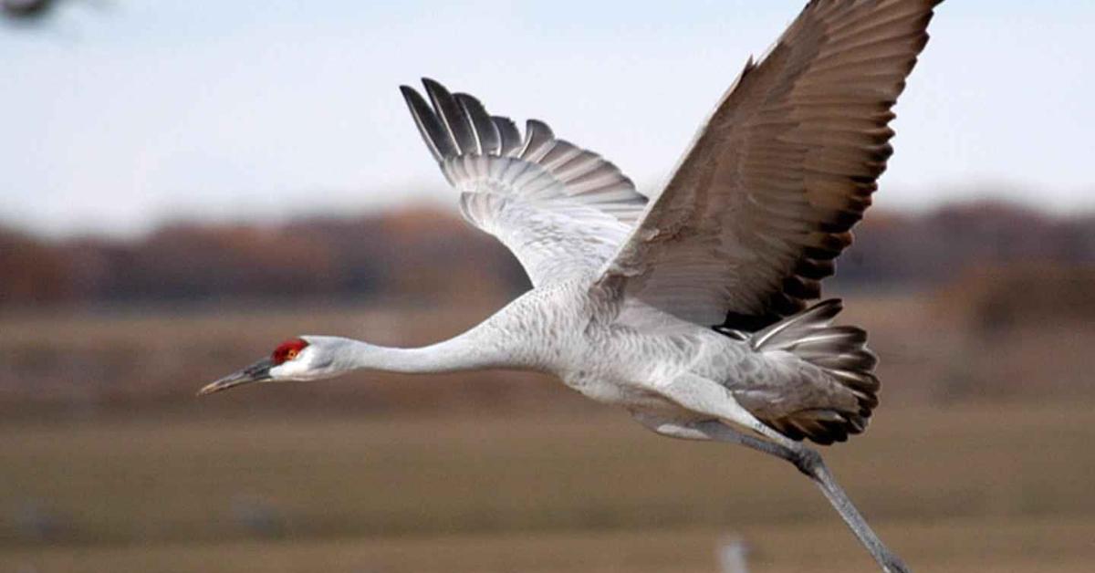 The elegant Sandhill Crane (A. canadensis), a marvel of nature.