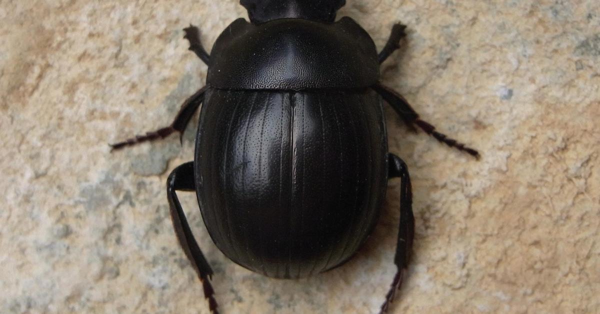 Distinctive Scarab Beetle, in Indonesia known as Kumbang Scarab, captured in this image.