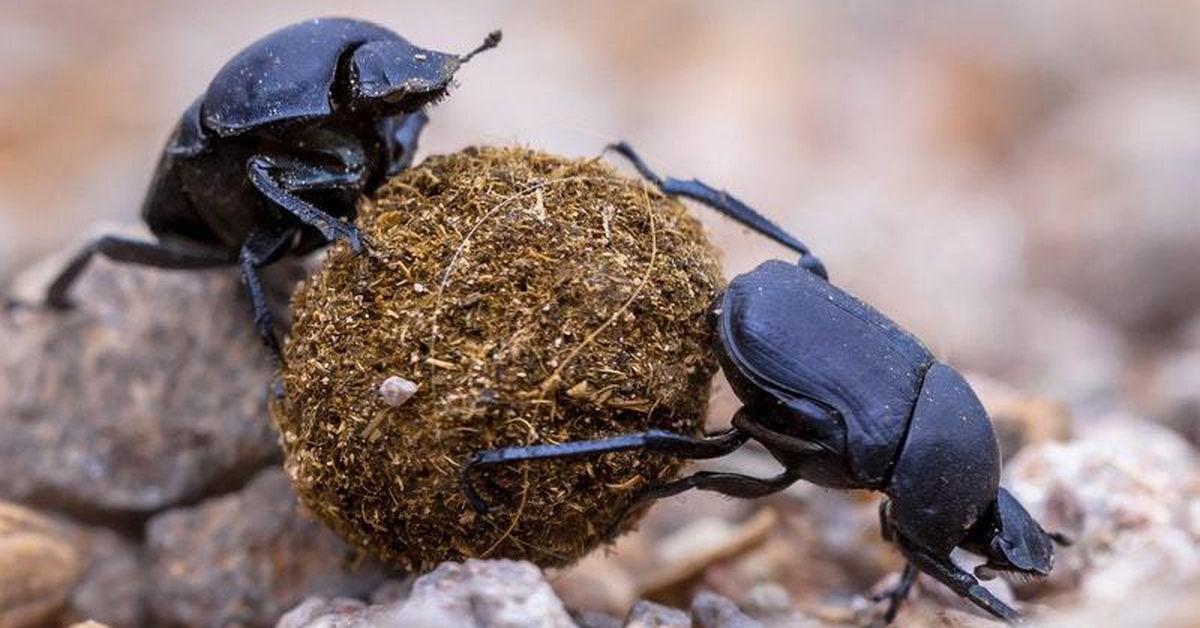 A beautiful representation of the Scarab Beetle, scientifically Scarabaeidae.