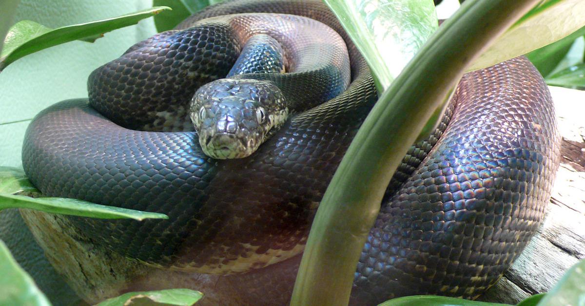 Photographic depiction of the unique Savu Python, locally called Piton Savu.