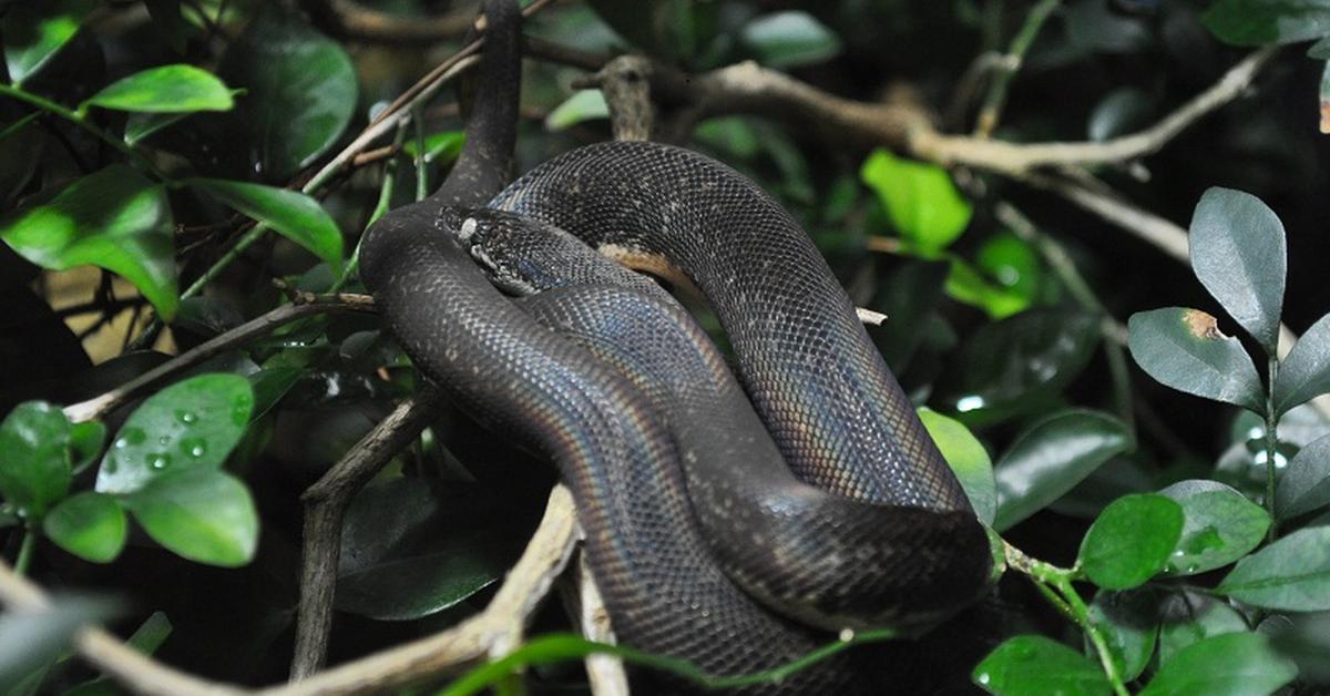 The Savu Python, a beautiful species also known as Piton Savu in Bahasa Indonesia.