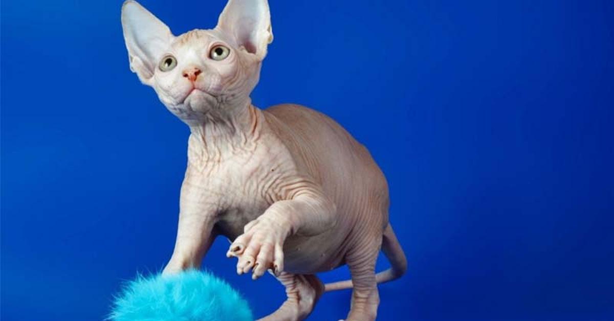 The majestic Sphynx, also called Kucing Sphynx in Indonesia, in its glory.