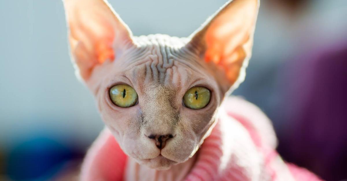 Snapshot of the intriguing Sphynx, scientifically named Felis catus.