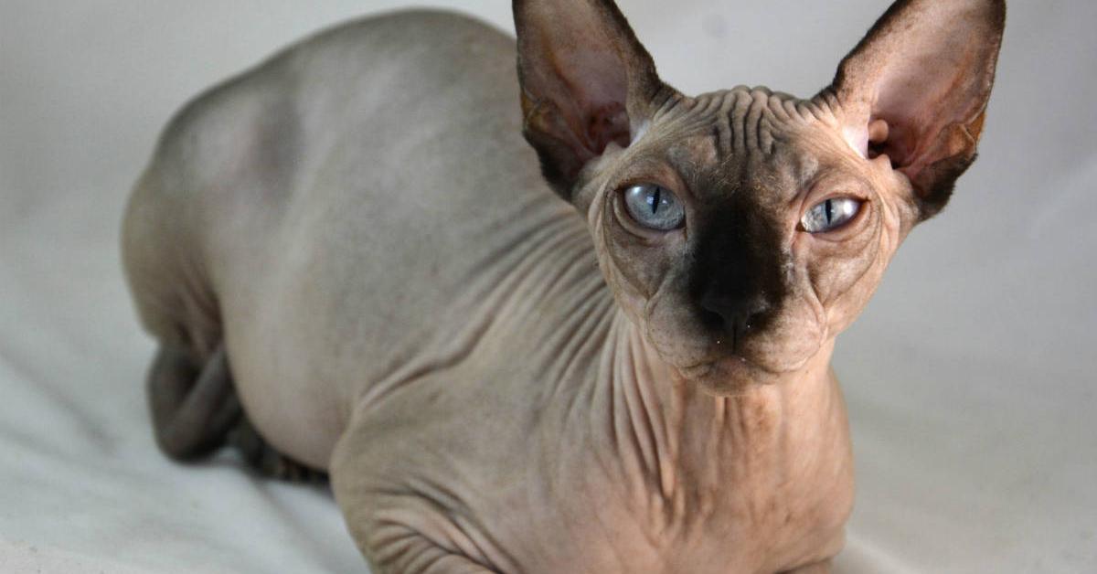 Glimpse of the Sphynx, known in the scientific community as Felis catus.