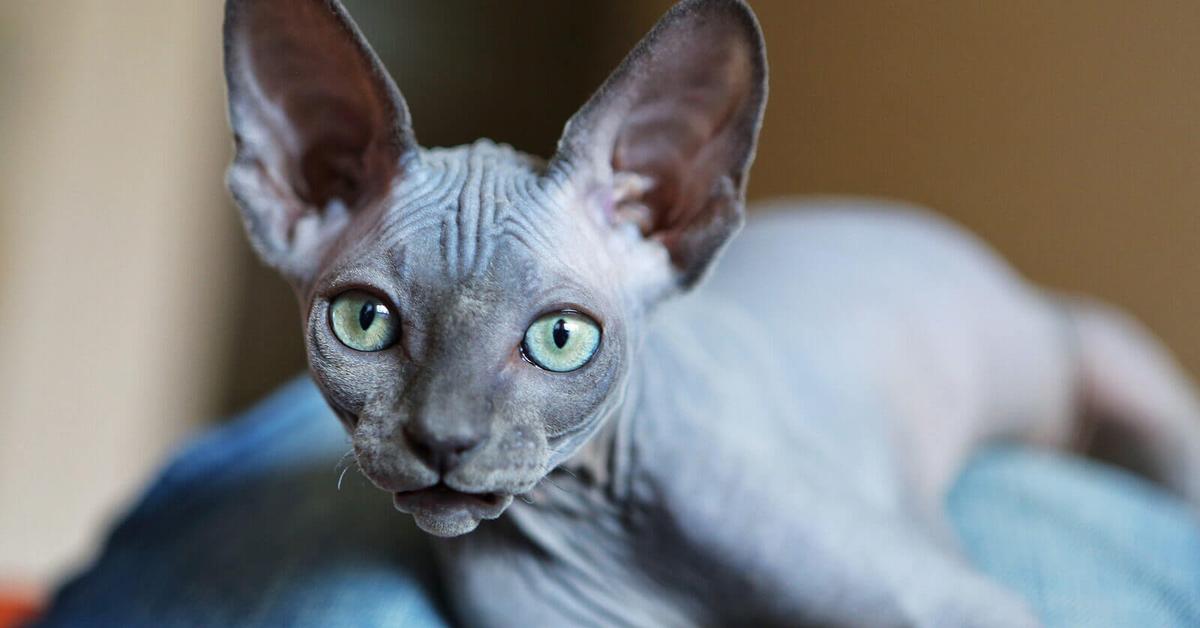 The elegant Sphynx (Felis catus), a marvel of nature.