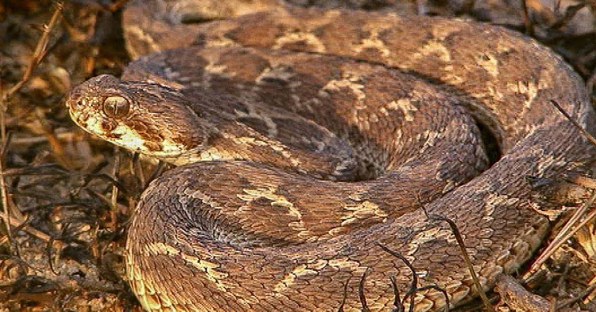 Elegant portrayal of the Saw-Scaled Viper, also known as Echis carinatus.