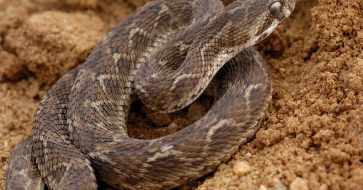 The Saw-Scaled Viper, a beautiful species also known as Ular Saw-Scaled in Bahasa Indonesia.