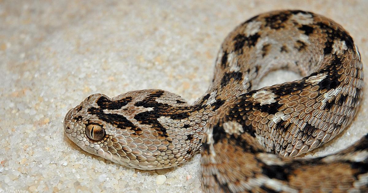 Elegant Saw-Scaled Viper in its natural habitat, called Ular Saw-Scaled in Indonesia.