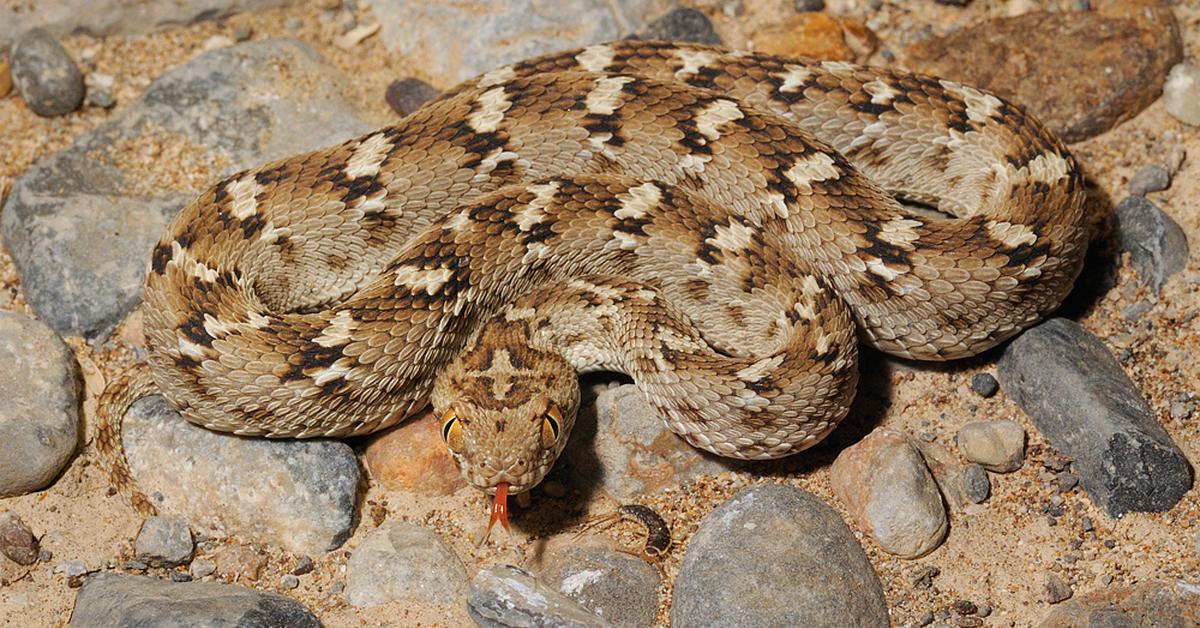 Captured elegance of the Saw-Scaled Viper, known in Indonesia as Ular Saw-Scaled.