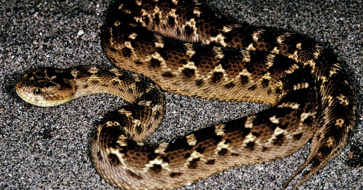 Image of the Saw-Scaled Viper (Echis carinatus), popular in Indonesia as Ular Saw-Scaled.