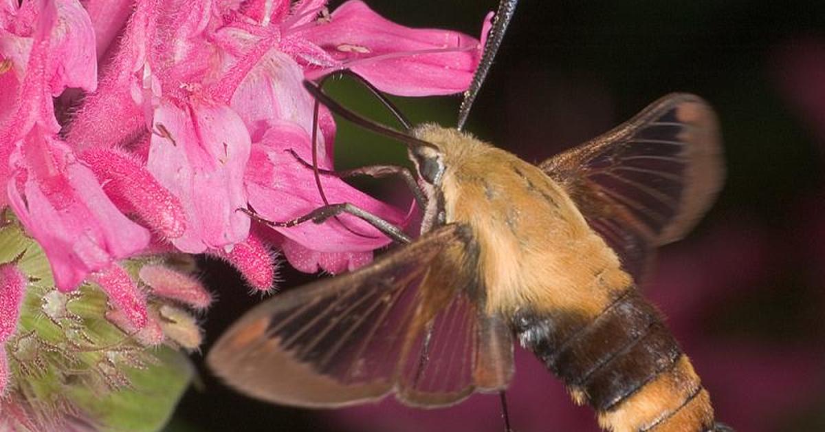 The Snowberry Clearwing Moth, a species known as Hemaris diffinis, in its natural splendor.