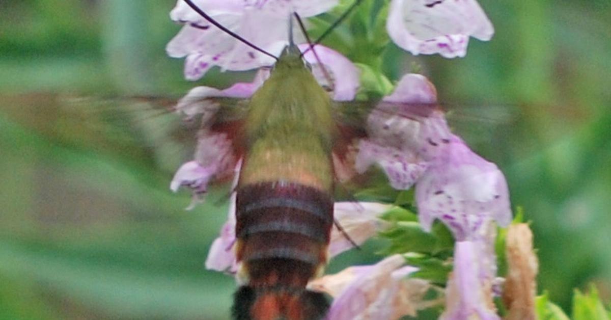 Distinctive Snowberry Clearwing Moth, in Indonesia known as Kupu-kupu Salju Snowberry Clearwing, captured in this image.