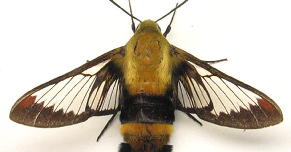 Vivid image of the Snowberry Clearwing Moth, or Kupu-kupu Salju Snowberry Clearwing in Indonesian context.