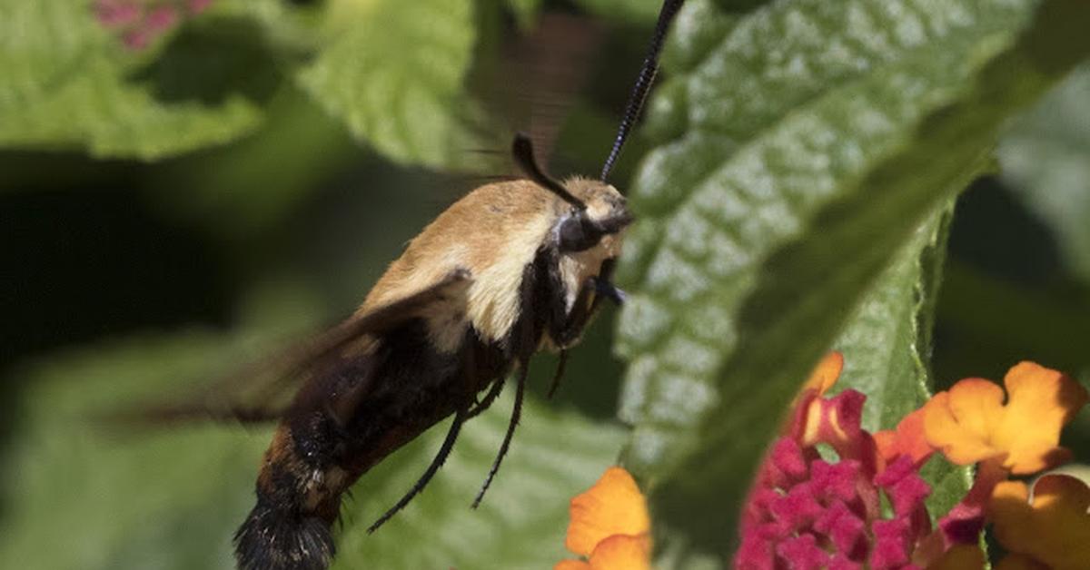 Captivating view of the Snowberry Clearwing Moth, known in Bahasa Indonesia as Kupu-kupu Salju Snowberry Clearwing.