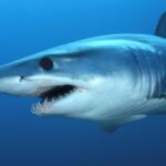 Portrait of a Shortfin Mako Shark, a creature known scientifically as Isurus oxyrinchus.