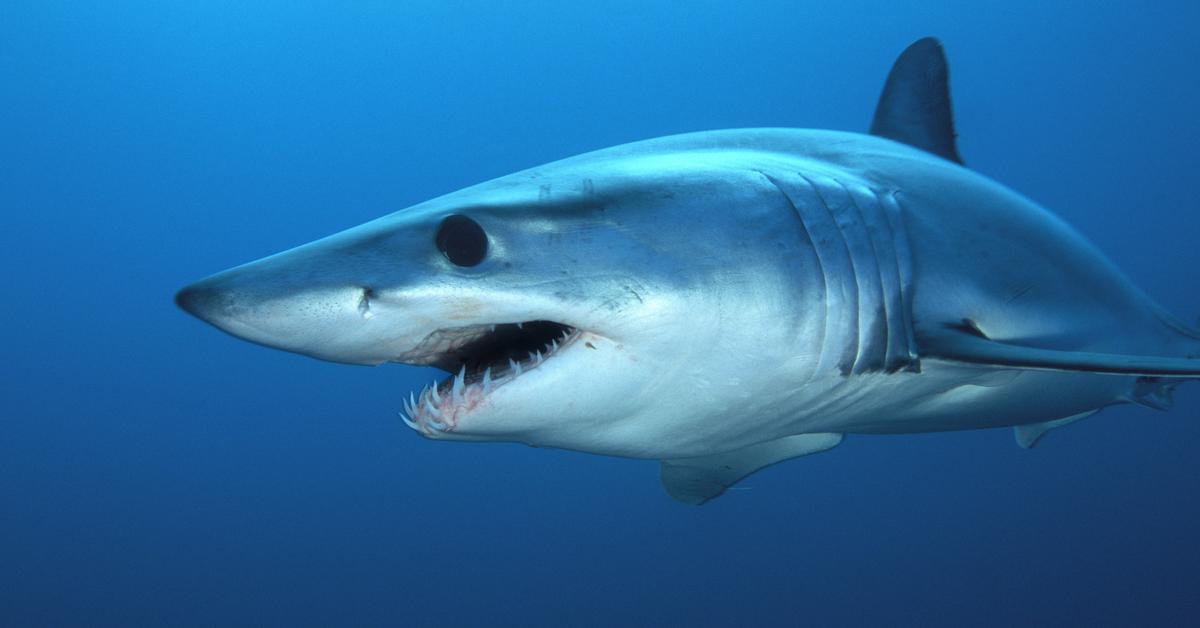 Portrait of a Shortfin Mako Shark, a creature known scientifically as Isurus oxyrinchus.