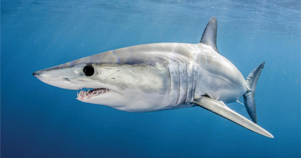 Stunning depiction of Shortfin Mako Shark, also referred to as Isurus oxyrinchus.