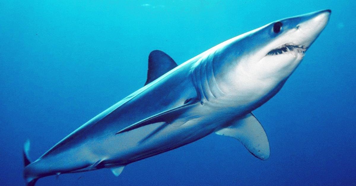 Captivating shot of the Shortfin Mako Shark, or Hiu Mako Shortfin in Bahasa Indonesia.