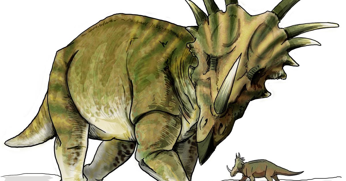 Portrait of a Styracosaurus, a creature known scientifically as Styracosaurus.