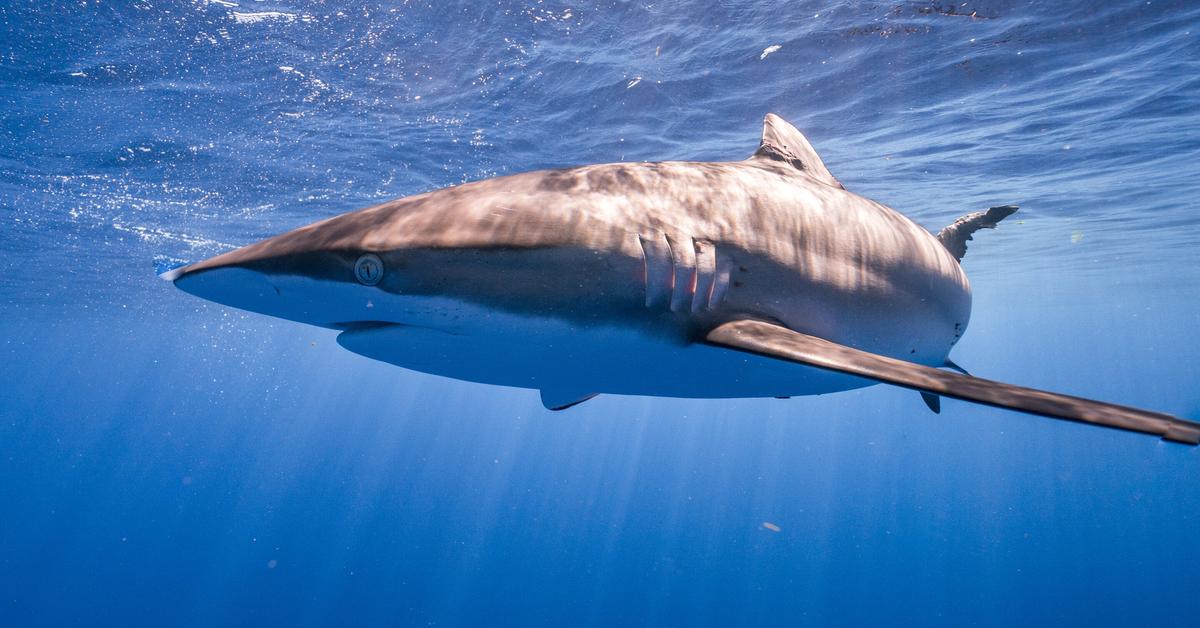 Captured beauty of the Silky Shark, or C. falciformis in the scientific world.