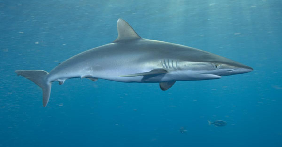 Image showcasing the Silky Shark, known in Indonesia as Hiu Sutera.