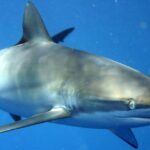 Detailed shot of the Silky Shark, or C. falciformis, in its natural setting.