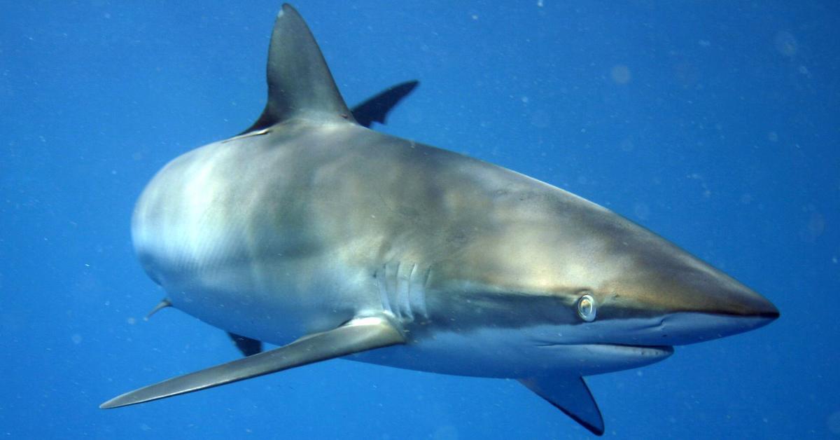 Detailed shot of the Silky Shark, or C. falciformis, in its natural setting.