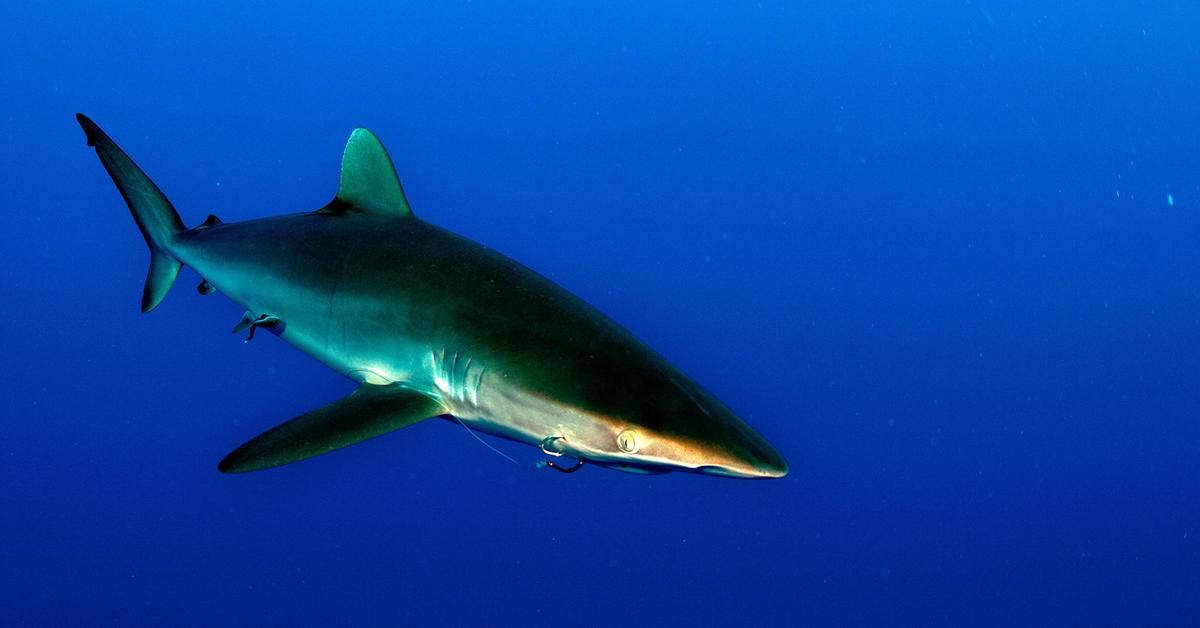 Engaging shot of the Silky Shark, recognized in Indonesia as Hiu Sutera.