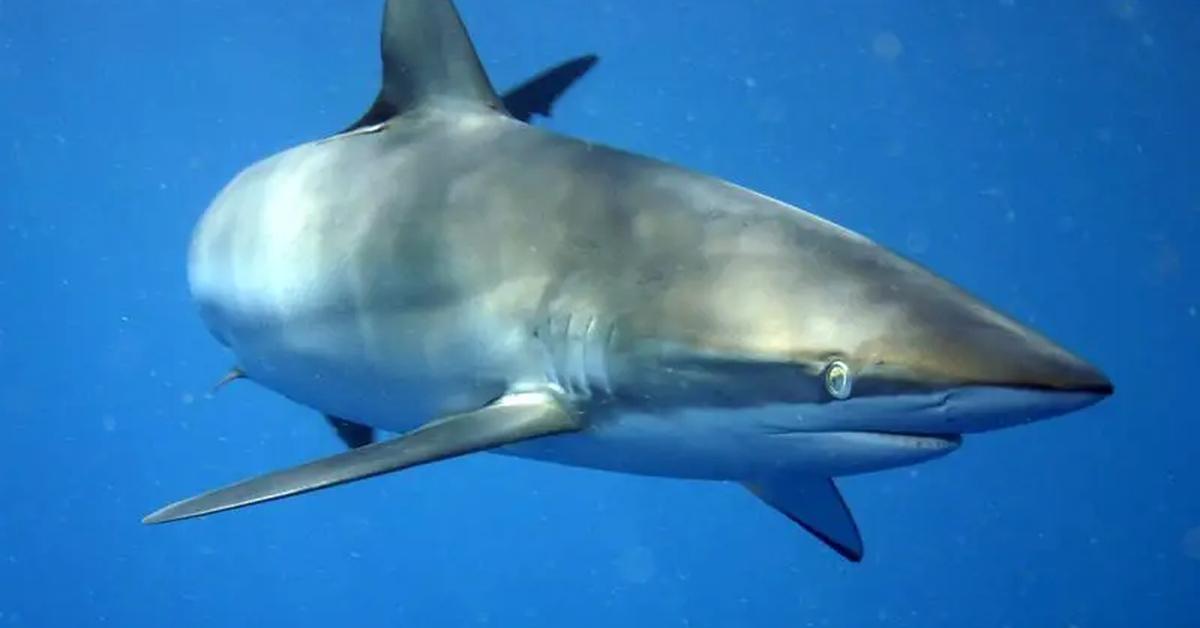 The Silky Shark in its natural beauty, locally called Hiu Sutera.