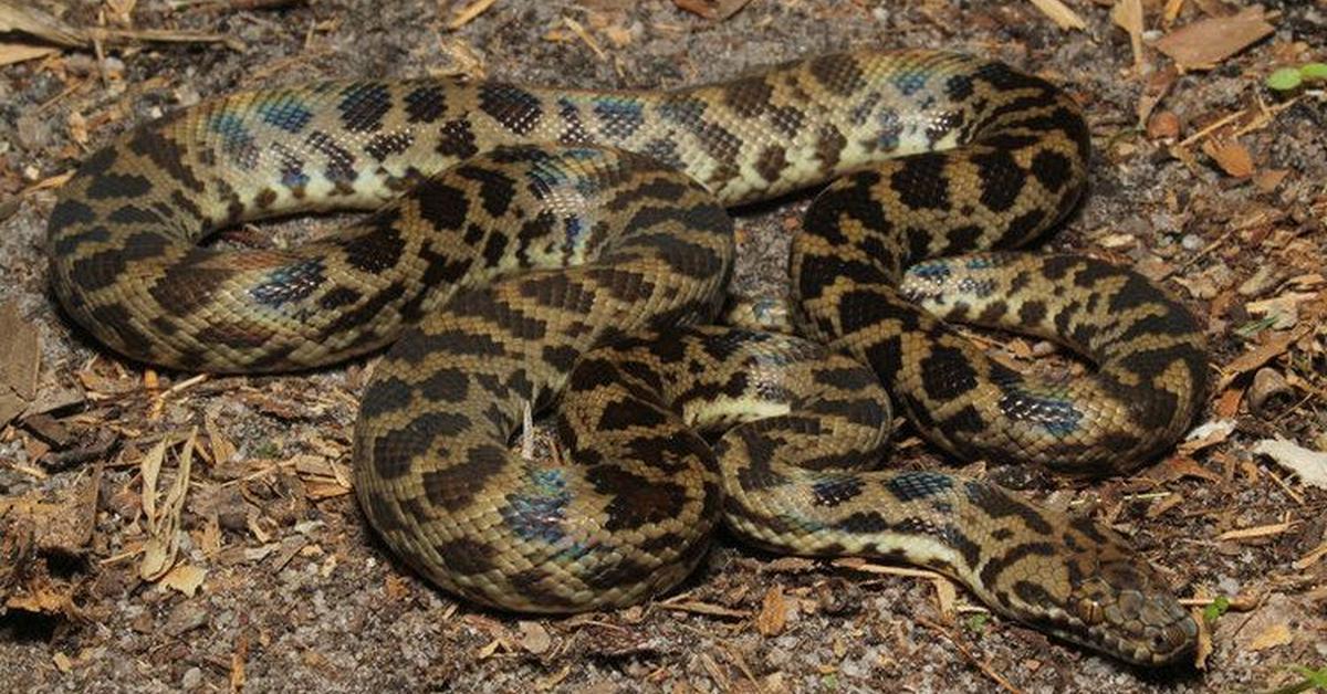 Enchanting Spotted Python, a species scientifically known as Antaresia maculosa.