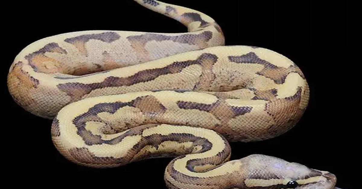 Captivating shot of the Spotted Python, or Piton Bercak in Bahasa Indonesia.