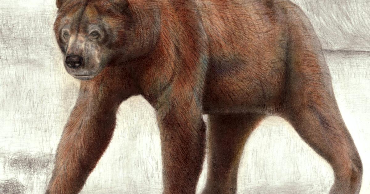 Unique portrayal of the Short-Faced Bear, also called Beruang Berwajah Pendek in Bahasa Indonesia.