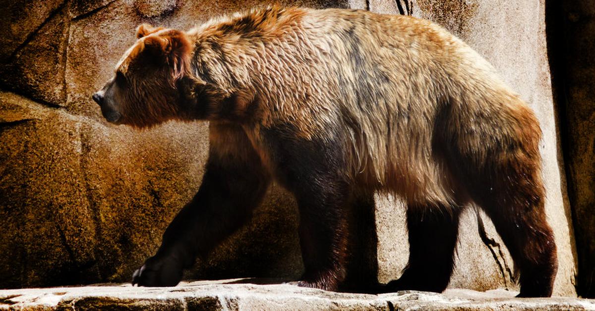 Charming view of the Short-Faced Bear, in Indonesia referred to as Beruang Berwajah Pendek.