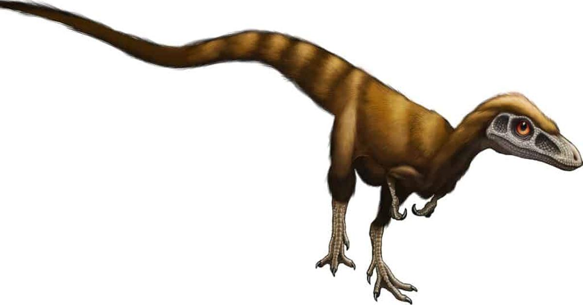 Visual of Sinosauropteryx, or Sinosauropteryx in Indonesian, showcasing its beauty.