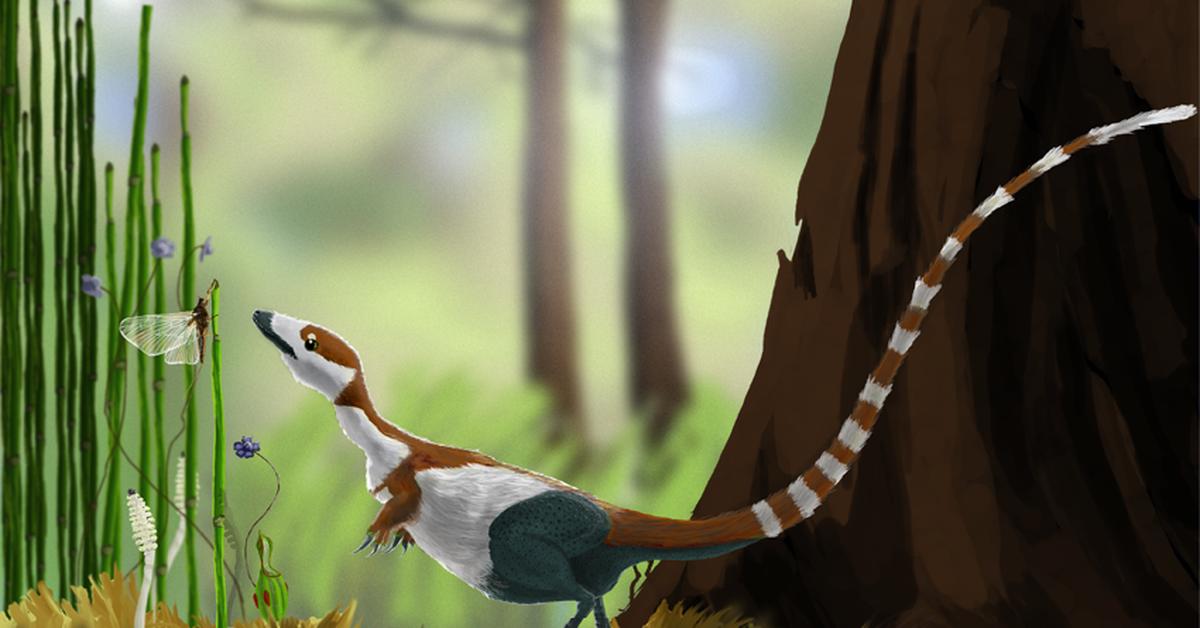 A beautiful representation of the Sinosauropteryx, scientifically Sinosauropteryx prima.