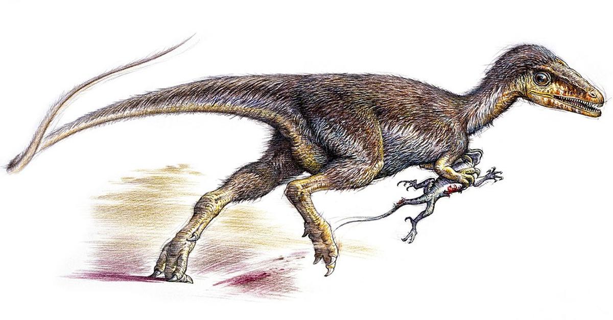 Dynamic image of the Sinosauropteryx, popularly known in Indonesia as Sinosauropteryx.