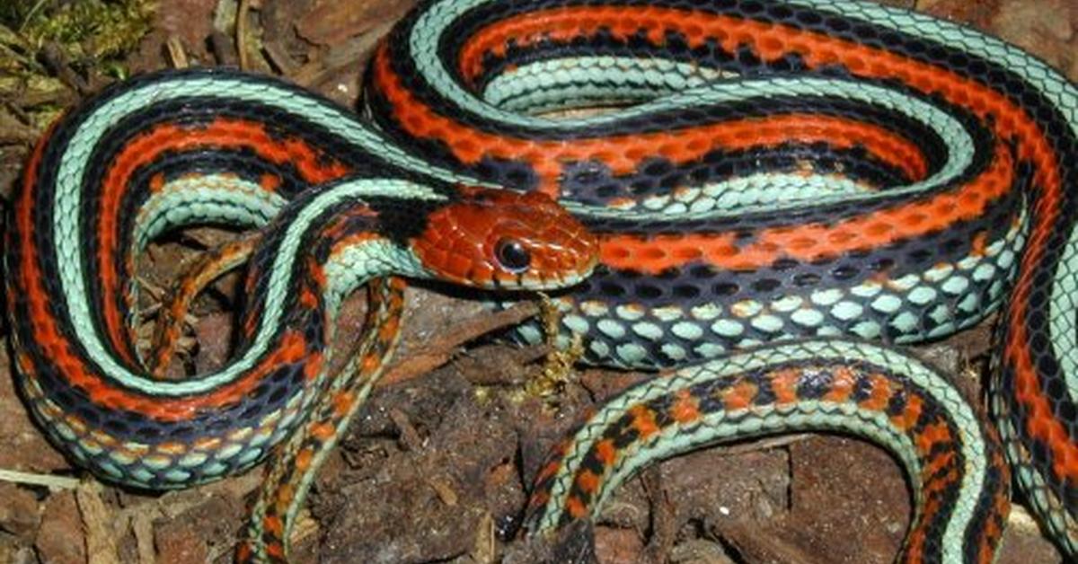 Captured elegance of the San Francisco Garter Snake, known in Indonesia as Ular San Francisco Garter.