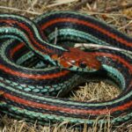 Unique portrayal of the San Francisco Garter Snake, also called Ular San Francisco Garter in Bahasa Indonesia.