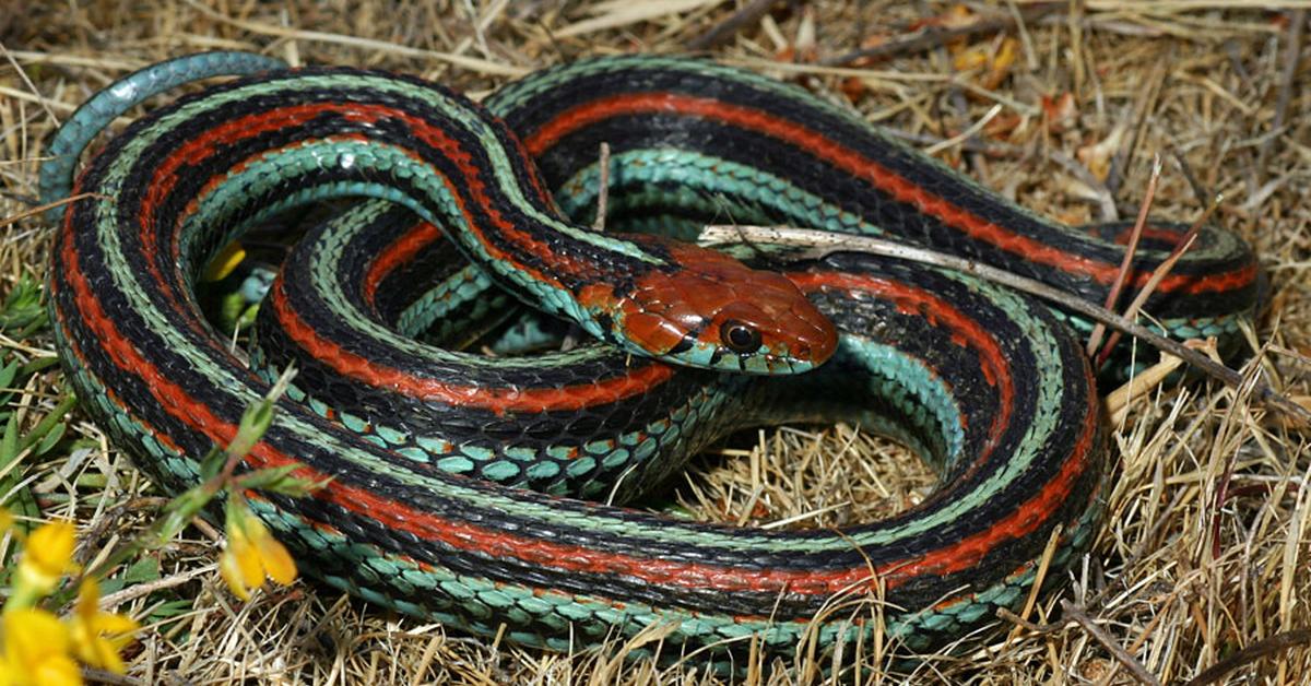 The San Francisco Garter Snake, an example of Thamnophis sirtalis tetrataenia, in its natural environment.