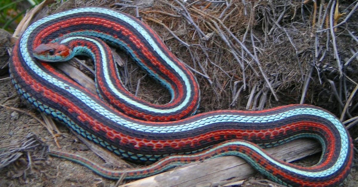 Dynamic image of the San Francisco Garter Snake, popularly known in Indonesia as Ular San Francisco Garter.