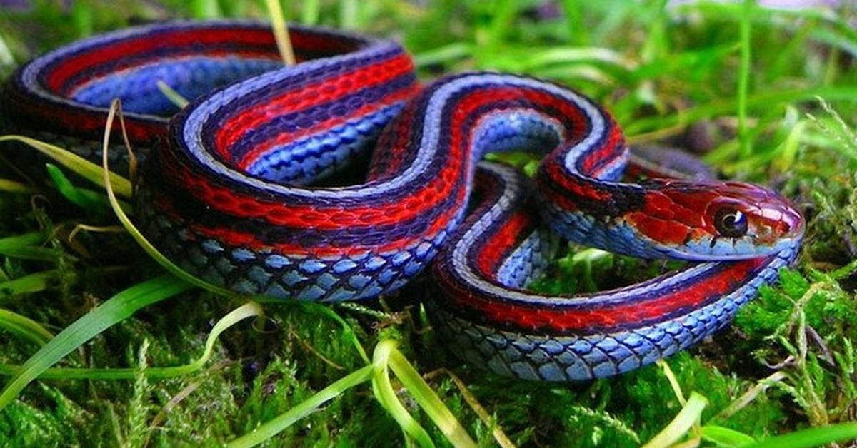 Close-up view of the San Francisco Garter Snake, known as Ular San Francisco Garter in Indonesian.