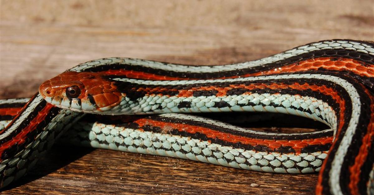 Portrait of a San Francisco Garter Snake, a creature known scientifically as Thamnophis sirtalis tetrataenia.