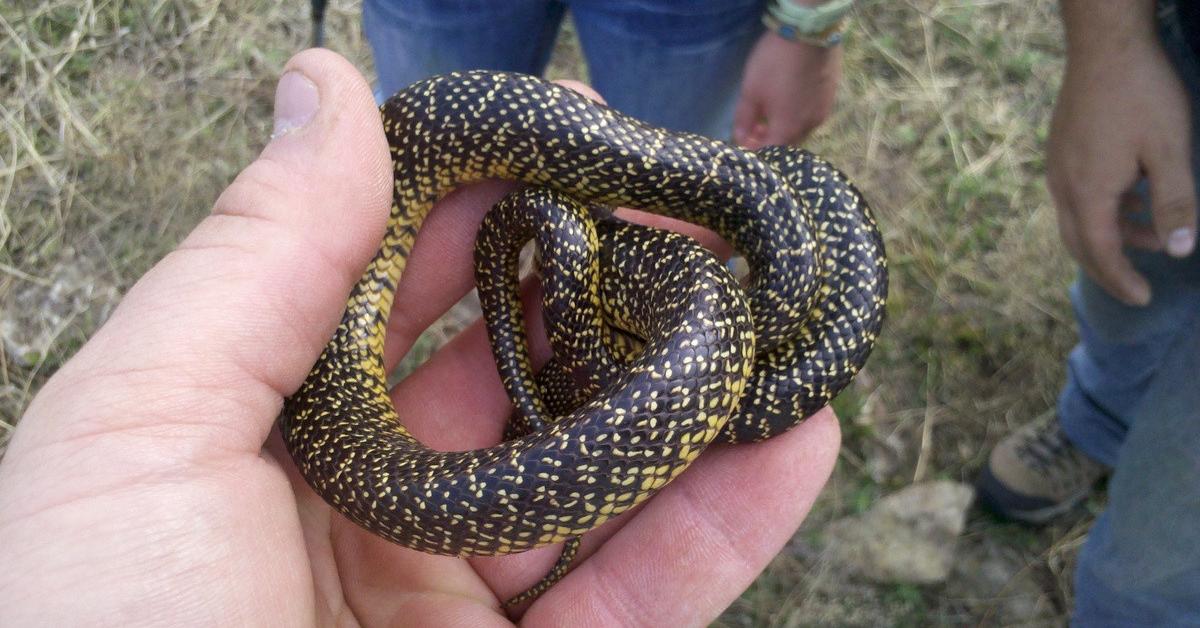 Close encounter with the Speckled Kingsnake, scientifically called Lampropeltis holbrooki.