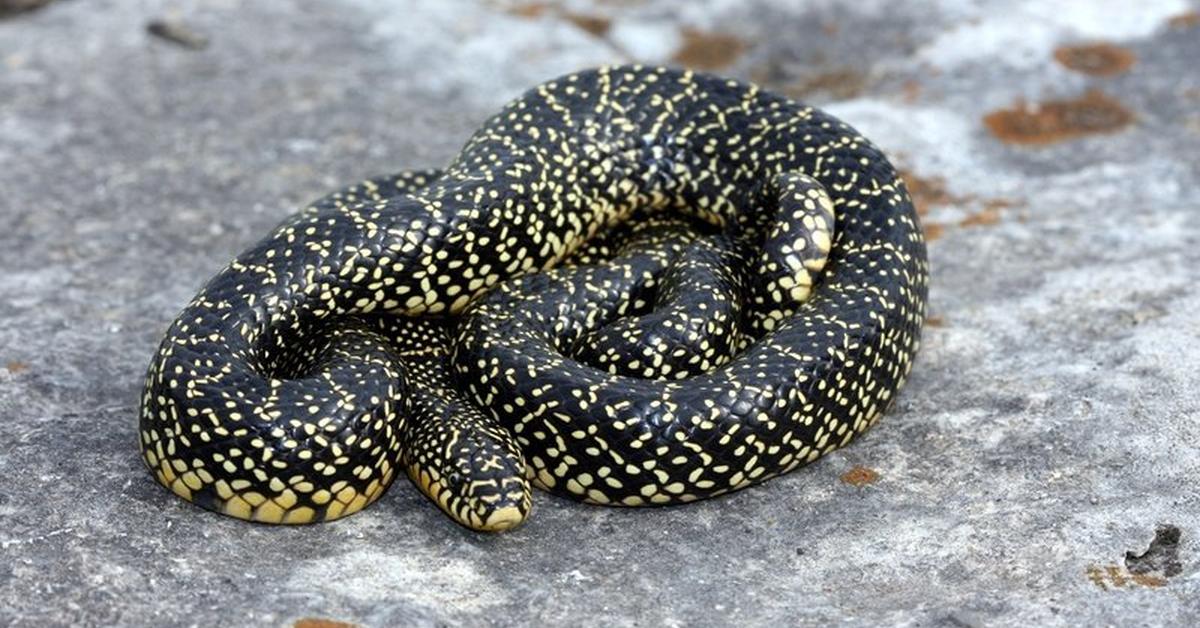 Stunning depiction of Speckled Kingsnake, also referred to as Lampropeltis holbrooki.