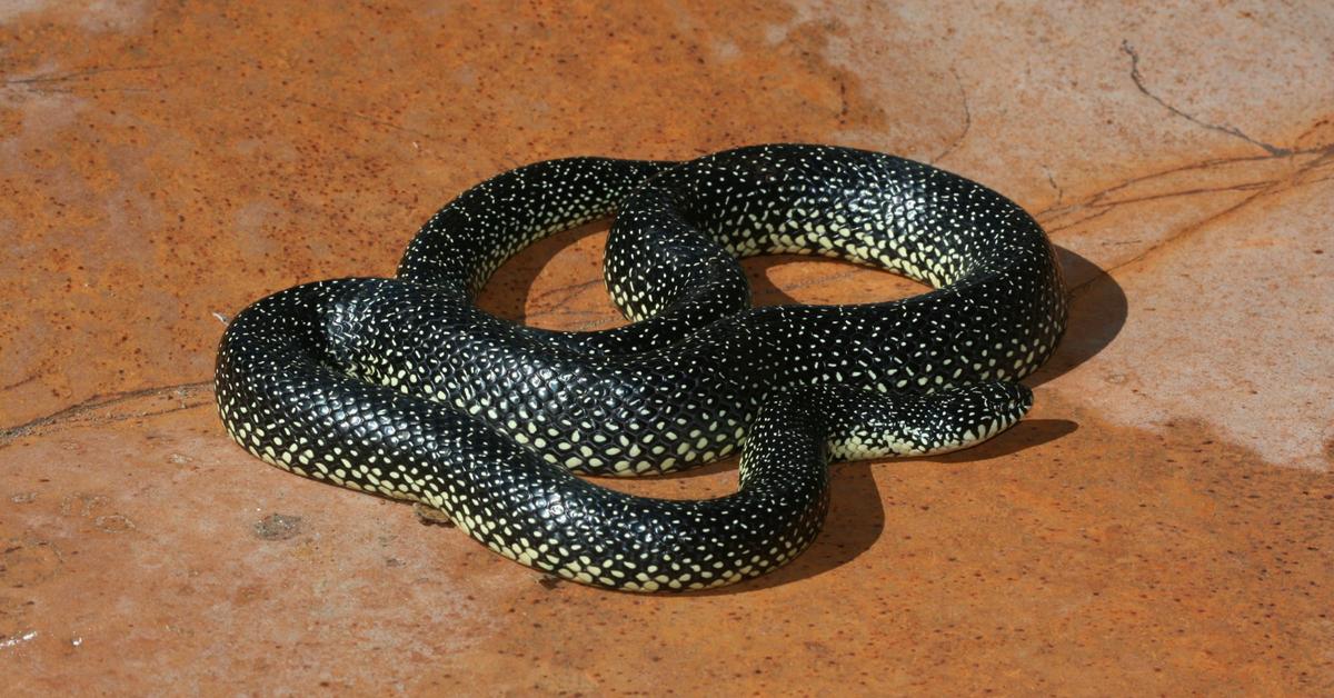 Elegant Speckled Kingsnake in its natural habitat, called Ular Raja Berbintik in Indonesia.