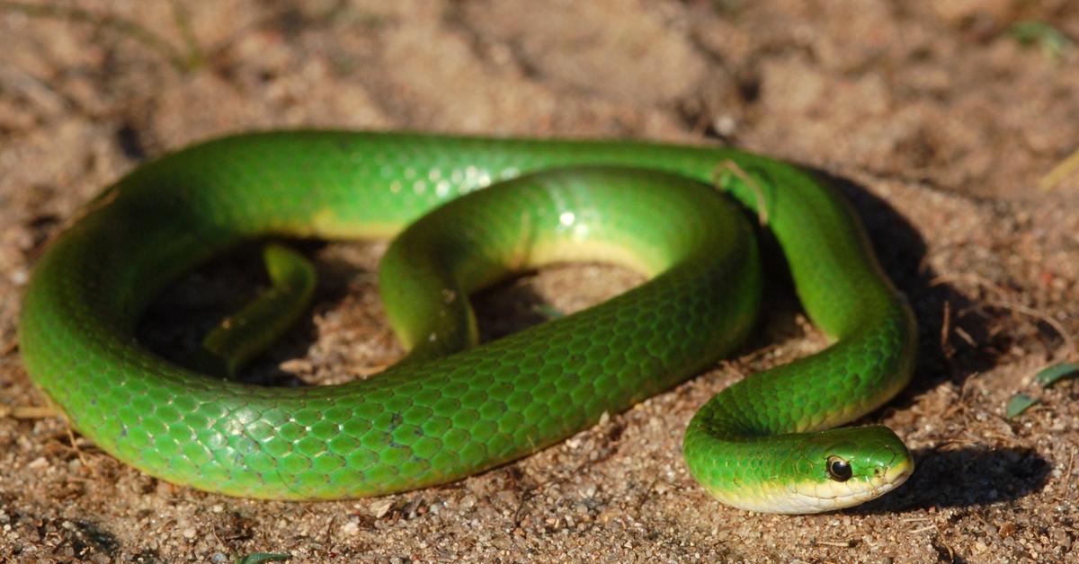 The fascinating Smooth Green Snake, scientifically known as Opheodrys vernalis.