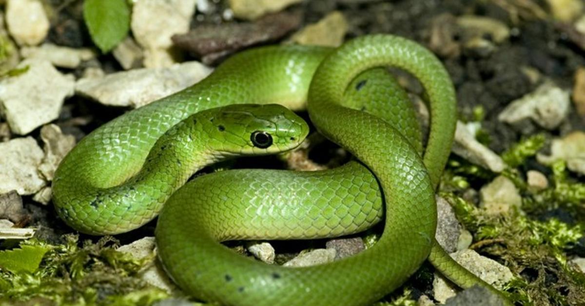 Enchanting Smooth Green Snake, a species scientifically known as Opheodrys vernalis.