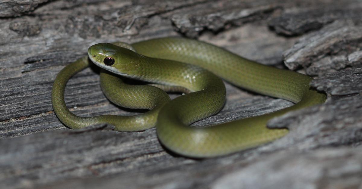 Captivating shot of the Smooth Green Snake, or Ular Hijau Halus in Bahasa Indonesia.